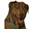 :Teddi-Triso: