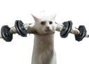 :Chat_go_muscu: