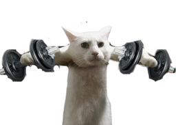 :Chat_go_muscu: