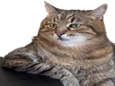 :chat_marlou1: