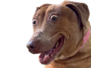 :teddiok: