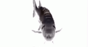 poisson_