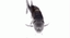 Photo de profil de poisson_