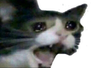 :chat31:
