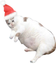 :Chat_noel_1: