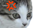 :chaton_nani: