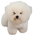 :Chiennt: