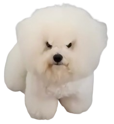 :Chiennt: