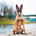 Malinois