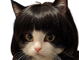 :chatbob: