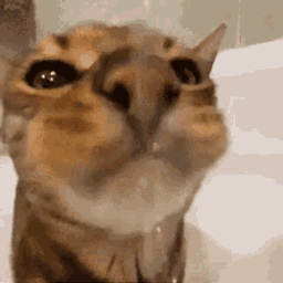 :chatboit2: