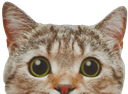 :Corachat: