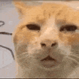 :cat_huh: