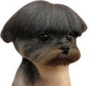 :Chiencoupe4: