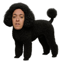 :Canicheaubry: