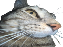 :CS_Zoom: