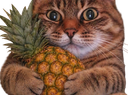 :chat_zoom_ananas: