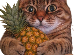 :chat_zoom_ananas: