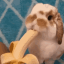 :Lapinbanane: