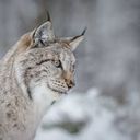 Lynx