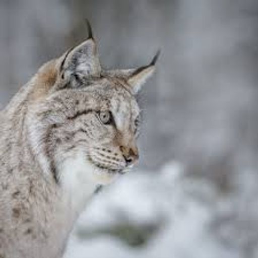 Lynx