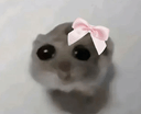 :HamsterNoeud: