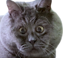 :Fedga: