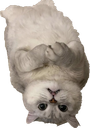 :chat_envers_: