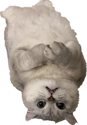 :chat_envers_: