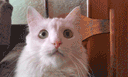 :Chat_boucle: