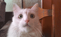 :Chat_boucle: