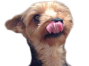 :chien_langue: