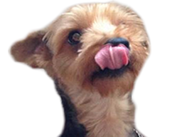 :chien_langue: