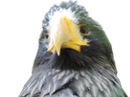:Azoiseau_2: