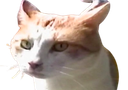 :chat_fixe: