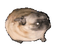 :chien_danse:
