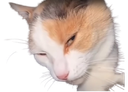 :Suspicat: