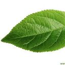 UneFeuille