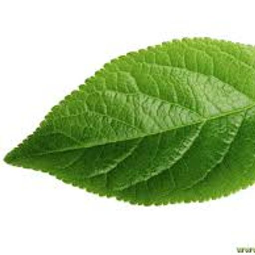 UneFeuille