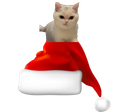 :Bonnet_deterDeChat: