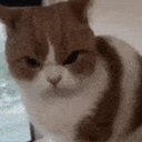 :Chat_bien_vener: