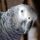 :Gris: