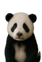 :panda_purer: