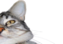 :CS2: