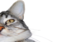 :CS2: