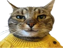:chat_sournois: