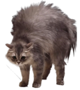 :Peur_chat2: