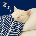 :dodochatbleu: :dodochatbleu:
