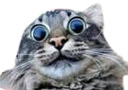 :FEARCAT2: