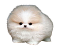 :chien_petit_mignon: